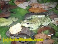 /home//u458753944/public_html/sourcegallery//Frogs/Mixed frogs/P8100003.JPG